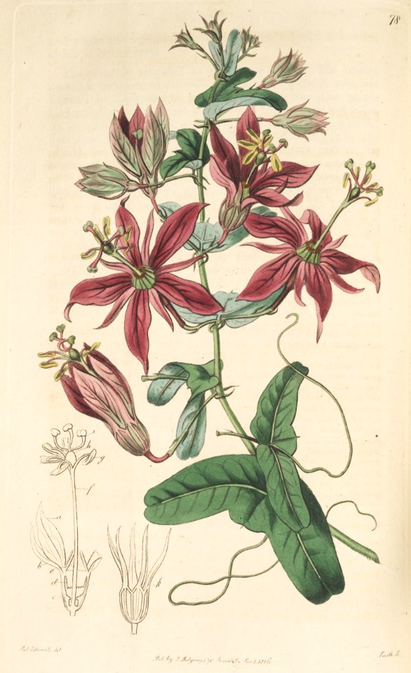 Passion flower vine. Passiflora perfoliata.