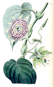 Passiflora ligularis. Sweet granadilla, Sugar Fruit. Fruit is yellow. Pulp is soft, sweet, aromatic and nutritious. (1830)