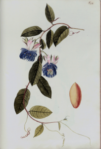 Passiflora laurifolia - Water Lemon, Golden Apple - Vigrous 30 foot vines with delicious orange-yellow fruit - circa 1839