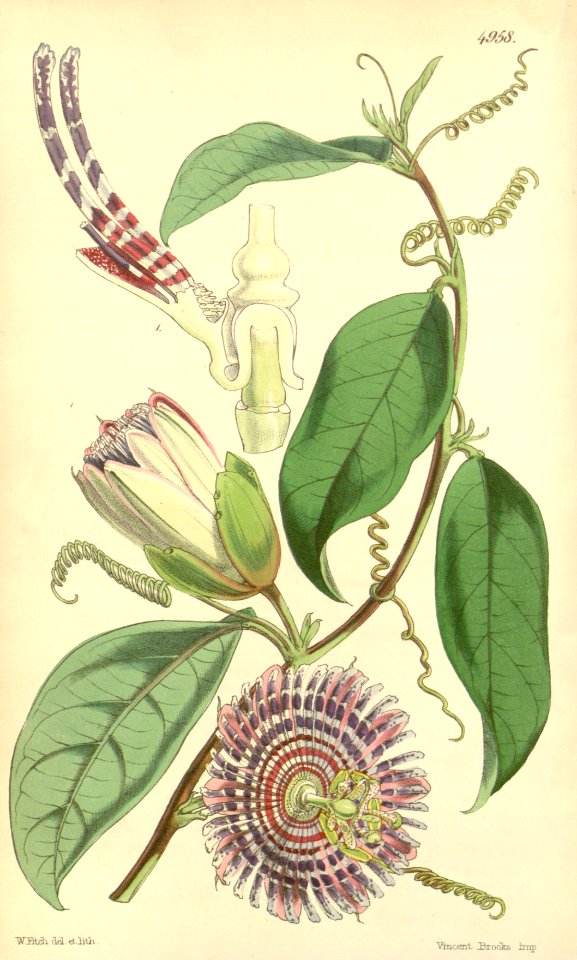 Passiflora laurifolia - Water Lemon, Golden Apple - Vigorous vines with fragrant flowers and delicious fruit.