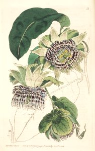 Passiflora laurifolia.  Water Lemon, Golden Apple. Purple and white flowers are fragrant.
