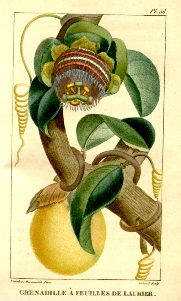 Passiflora laurifolia. Water Lemon, Golden Apple. Mild perfumed fruit is less than bitter than common passion fruit. (1821)