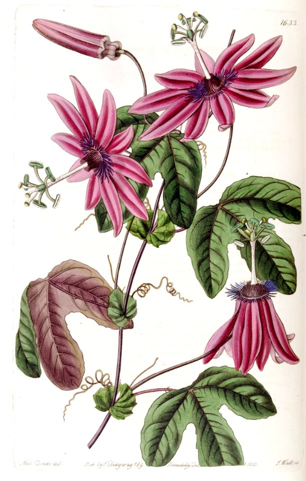 Passiflora kermesina. Four inch flowers with pink petals and bluish-white filaments . They are held outward on long stems.