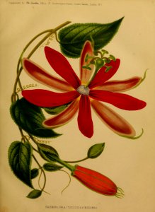 Passiflora insignis.. Free illustration for personal and commercial use.