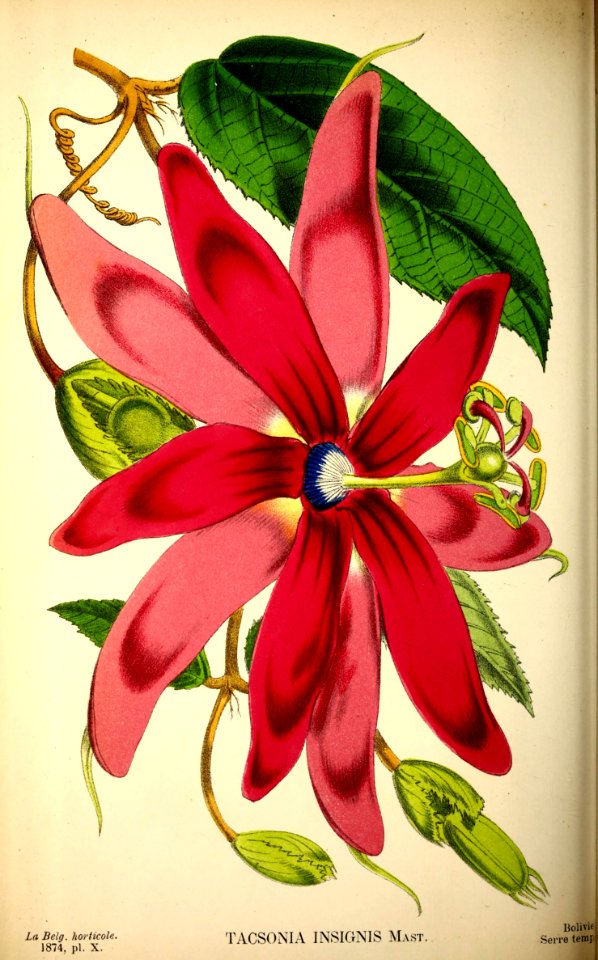 Passion flower vine. Passiflora insignis.
