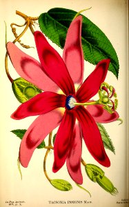 Passion flower vine. Passiflora insignis.. Free illustration for personal and commercial use.