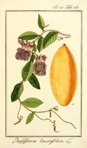 Passiflora laurifolia - Water Lemon, Golden Apple - Vigrous 30 foot vines with delicious orange-yellow fruit