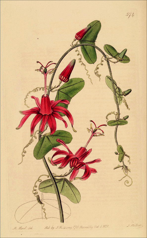 Virgin Island Passionflower vine (Passiflora murucuja)