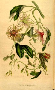 Passion flower vine. Passiflora jorullensis (1849). Free illustration for personal and commercial use.