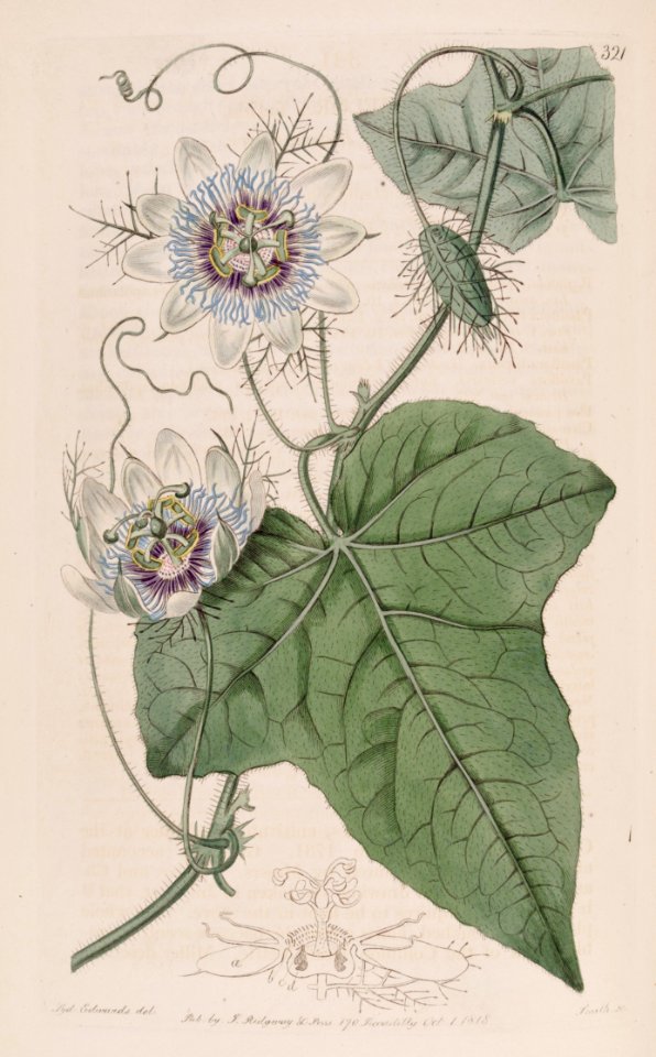 Passiflora foetida - Wild Maracuja -   Bracts trap insects with a stickly substance that contains digestive enzymes - Fruit is the size of ping pong ball - Orange red when ripe with mildly sweet bluish white pulp.