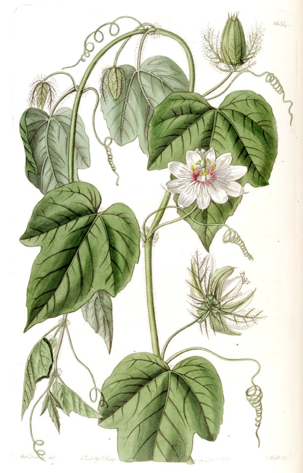Passiflora foetida - Leaves give off unpleasant odor - Bracts trap insects with a stickly substance that contains digestive enzymes - Fruit is the size of ping pong ball - Orange red when ripe with mildly sweet bluish white pulp