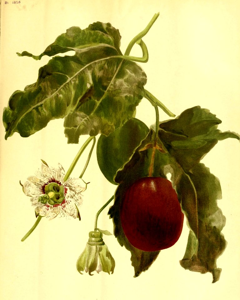 Passiflora edulis - Passion Fruit, Purple Granadilla.