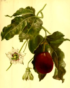 Passiflora edulis - Passion Fruit, Purple Granadilla.