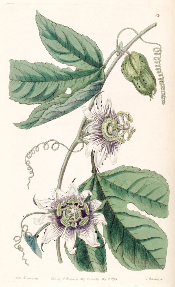 Passiflora edulis - Passion Fruit.