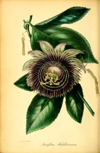 Passiflora edulis - Passion Fruit.. Free illustration for personal and commercial use.