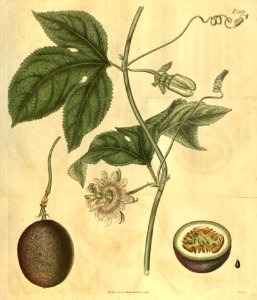 Passion Fruit, Purple Granadilla. Passiflora edulis.