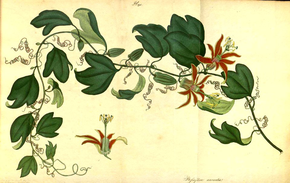 Passiflora aurantia.