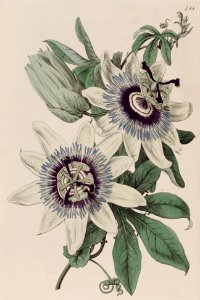 Passiflora caerulea - Blue Crown Passion Flower.. Free illustration for personal and commercial use.