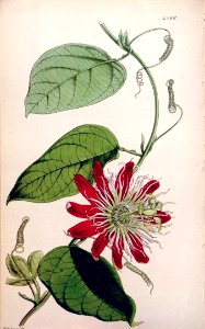 Passiflora × lawsoniana (1848). Free illustration for personal and commercial use.