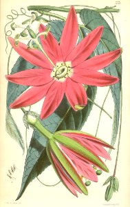 Passiflora antioquiensis - circa 1866. Free illustration for personal and commercial use.