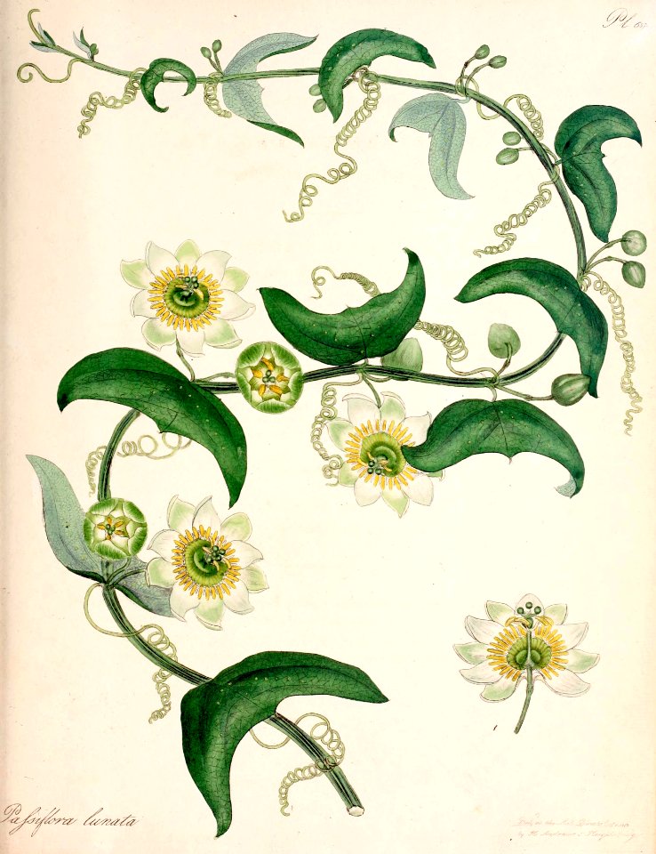 Passion flower vine. Passiflora biflora as Passiflora lunata.