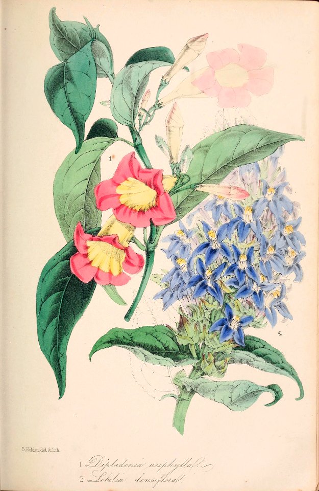 Mandevilla urophylla and Lobelia siphilitica.