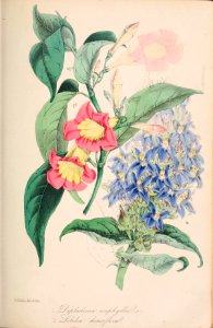 Mandevilla urophylla and Lobelia siphilitica.. Free illustration for personal and commercial use.