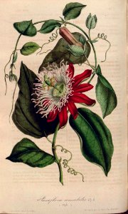 Passiflora × lawsoniana 2 - circa 1847. Free illustration for personal and commercial use.