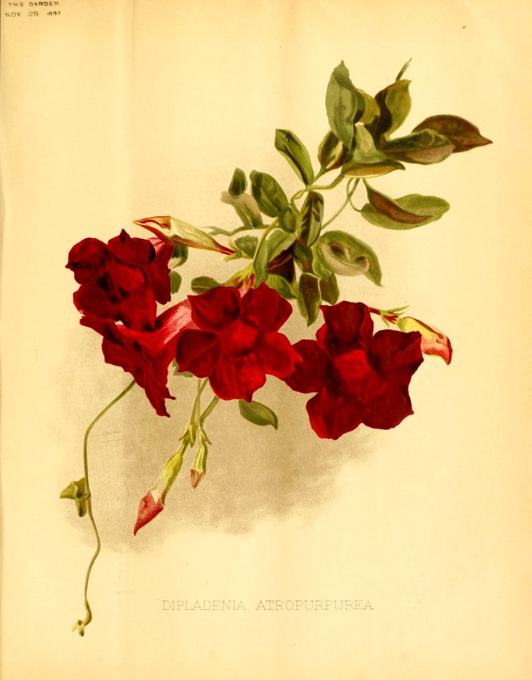 Mandevilla atroviolacea - circa 1893 pinned