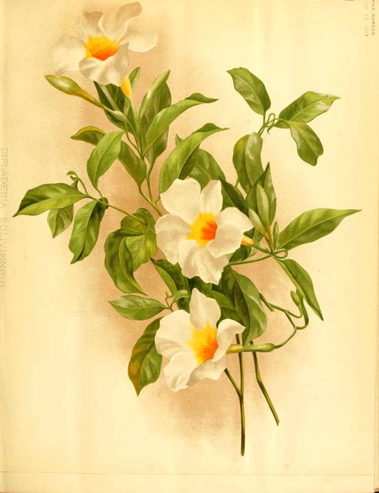 Mandevilla boliviensis.. Free illustration for personal and commercial use.