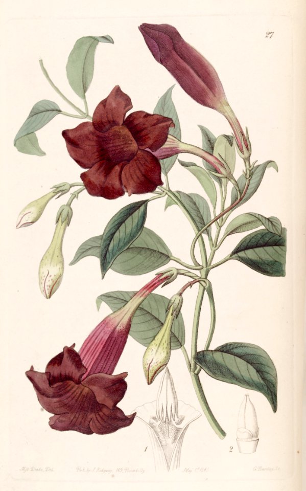 Mandevilla atroviolacea. - Free Stock Illustrations | Creazilla