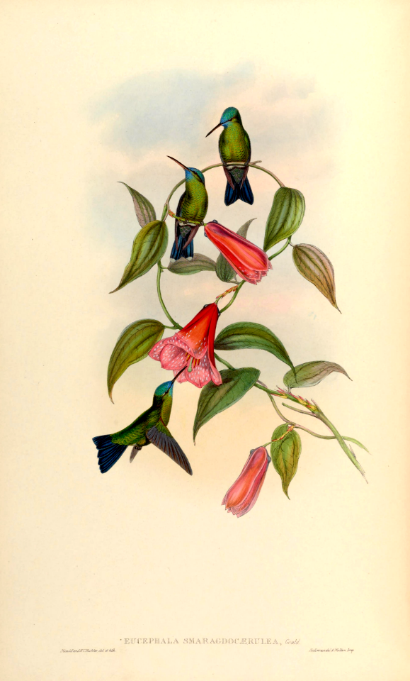 Lapageria rosea - Chilean Bellflower.