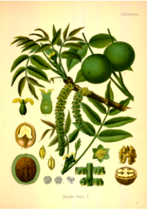 English walnut
