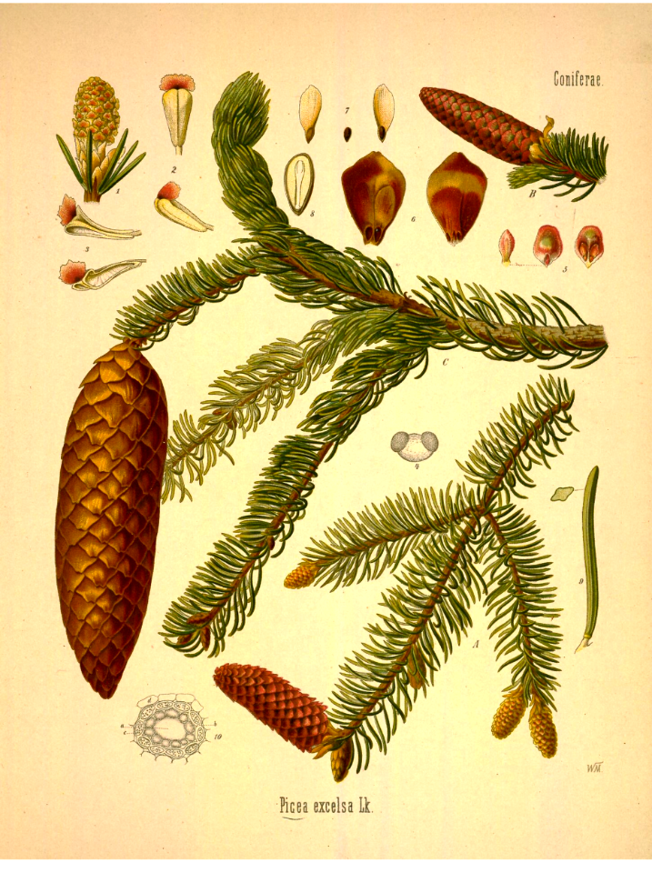 Norway spruce. Picea abies [as Picea excelsa] Kohler's Medizinal-Pflanzen band.1 (1887)