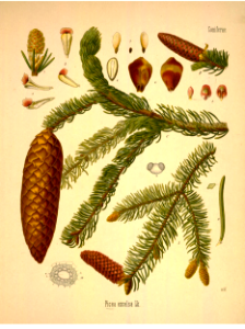 Norway spruce. Picea abies [as Picea excelsa] Kohler's Medizinal-Pflanzen band.1 (1887). Free illustration for personal and commercial use.