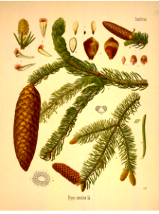 Norway spruce. Picea abies [as Picea excelsa] Kohler's Medizinal-Pflanzen band.1 (1887)