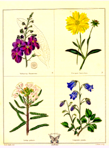 Verbascum phoeniceum, Coreopsis lanceolata, Ledum palustre, and Campanula persicifolia [as Campanula pumila]