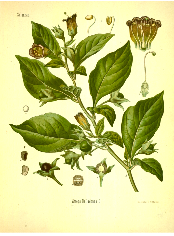 Belladonna, deadly nightshade (Atropa belladonna). Kohler's Medizinal-Pflanzen band.1 (1887)