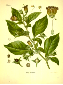 Belladonna, deadly nightshade (Atropa belladonna). Kohler's Medizinal-Pflanzen band.1 (1887). Free illustration for personal and commercial use.