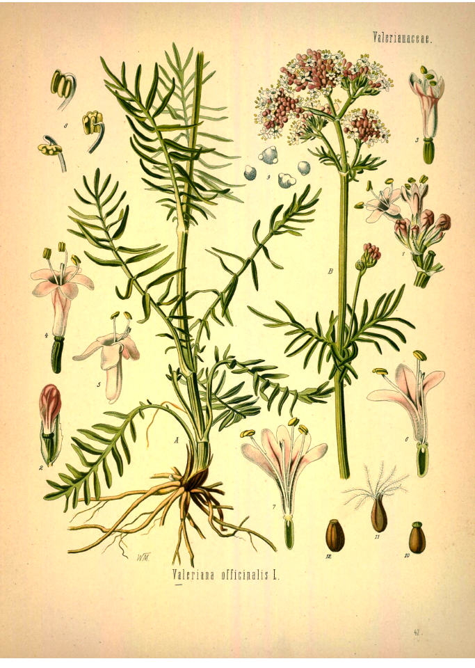 Valerian. Valeriana officinalis. Kohler's Medizinal-Pflanzen band.1 (1887)