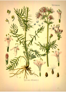 Valerian. Valeriana officinalis. Kohler's Medizinal-Pflanzen band.1 (1887). Free illustration for personal and commercial use.