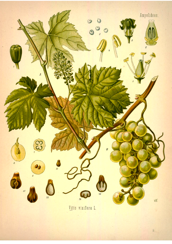 Grapes. Kohler's Medizinal-Pflanzen band.1 (1887)