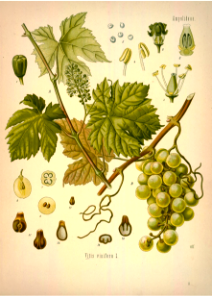 Grapes. Kohler's Medizinal-Pflanzen band.1 (1887). Free illustration for personal and commercial use.