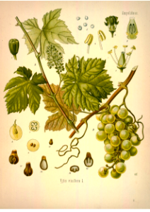 Grapes. Kohler's Medizinal-Pflanzen band.1 (1887)