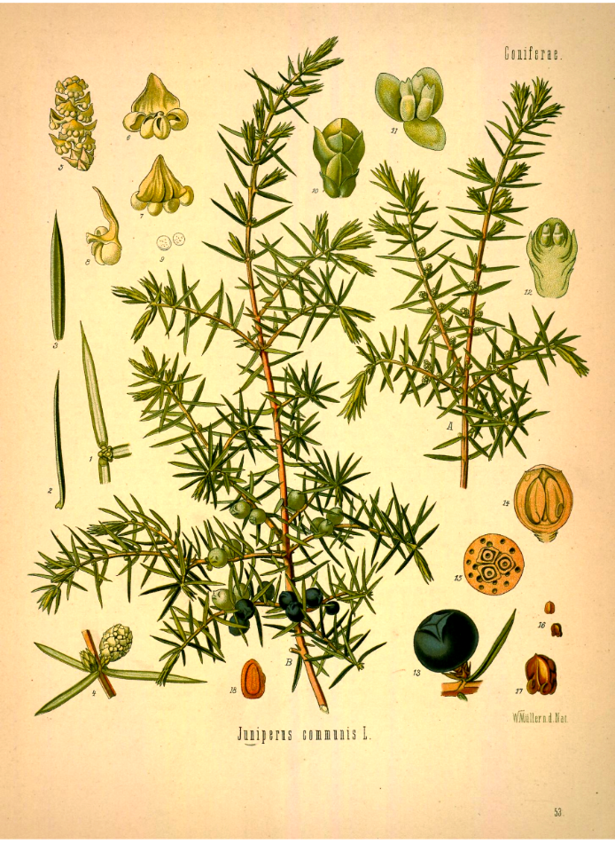 Common Juniper. Juniperis communis. Kohler's Medizinal-Pflanzen band.1 (1887)