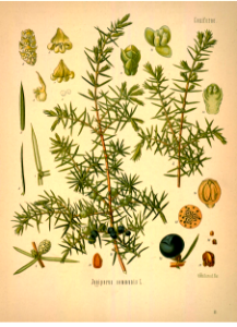 Common Juniper. Juniperis communis. Kohler's Medizinal-Pflanzen band.1 (1887). Free illustration for personal and commercial use.