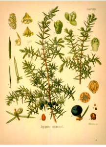 Common Juniper. Juniperis communis. Kohler's Medizinal-Pflanzen band.1 (1887)
