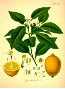 Lemon. Kohler's Medizinal-Pflanzen band.1 (1887). Free illustration for personal and commercial use.