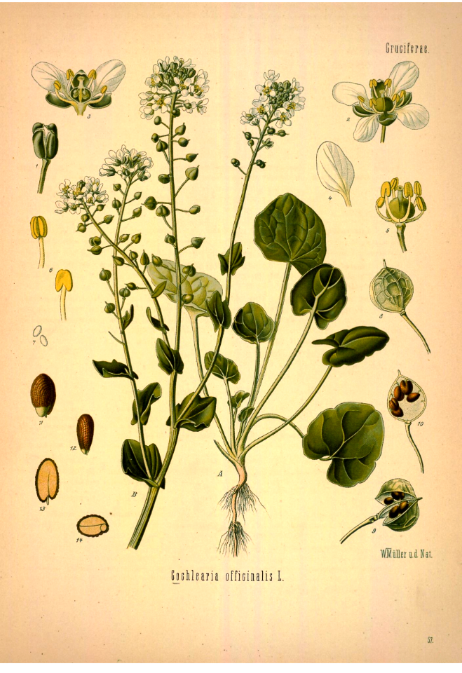 Common Scurvygrass. Cochlearia officinalis. Kohler's Medizinal-Pflanzen band.1 (1887)