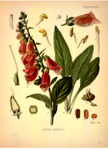 Kohler's Medizinal-Pflanzen band.1 (1887)